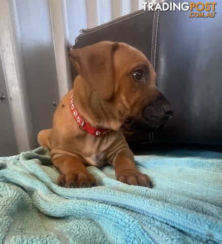 Rhodesian ridgeback puppies