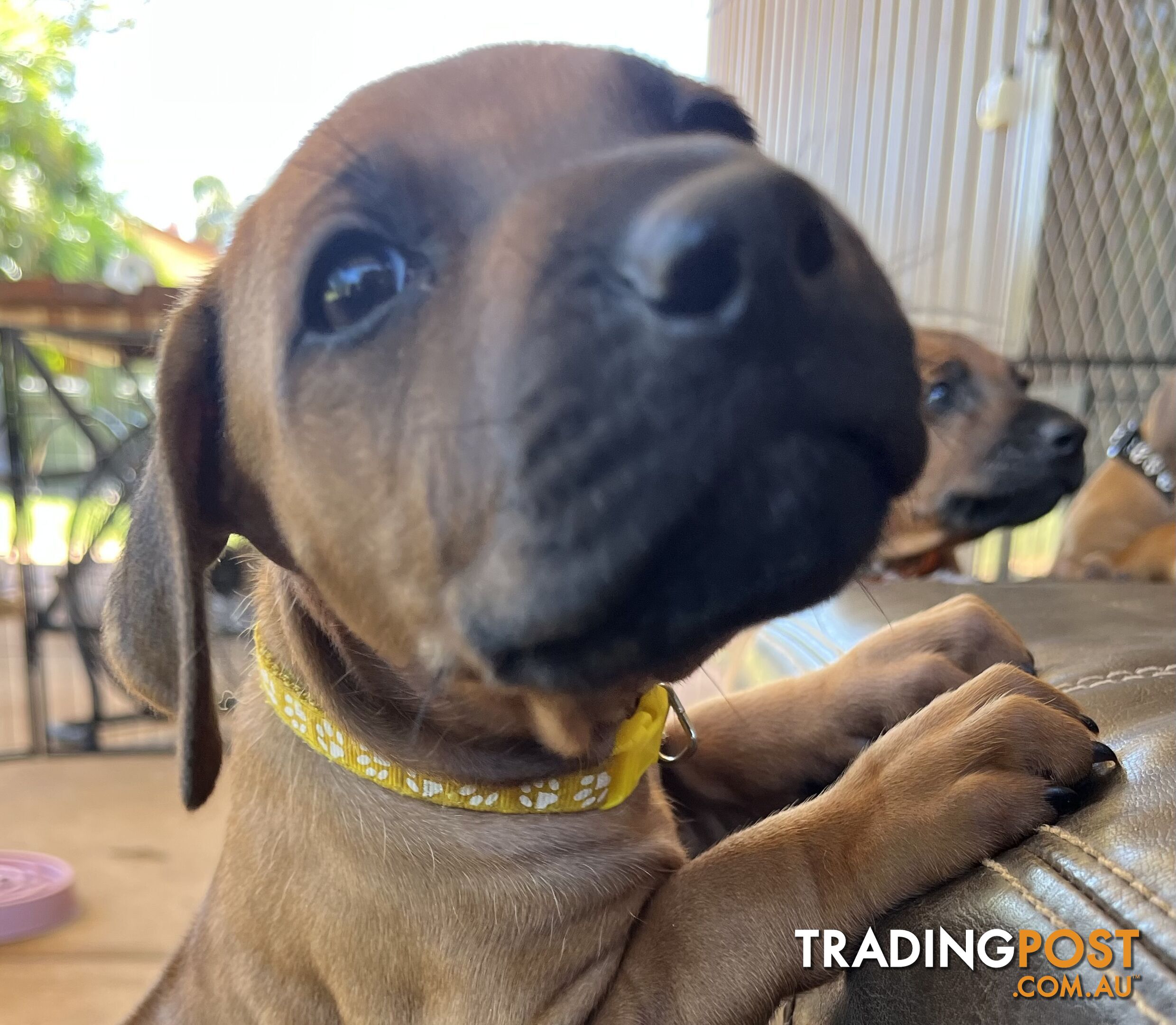 Rhodesian ridgeback puppies