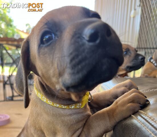 Rhodesian ridgeback puppies