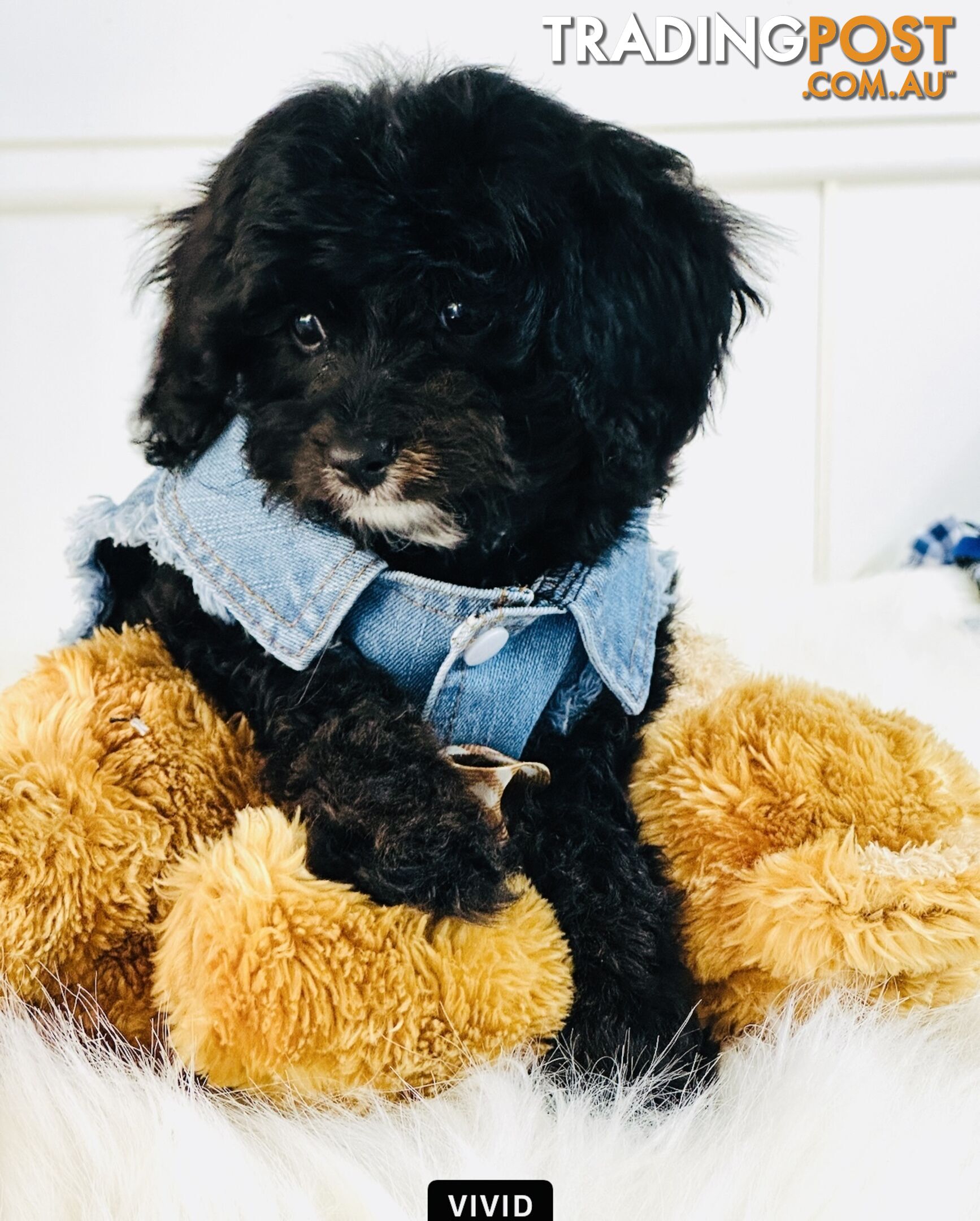 Beautiful First Generation Cavoodle