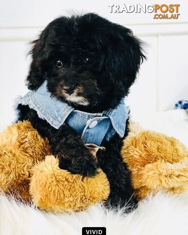 Beautiful First Generation Cavoodle