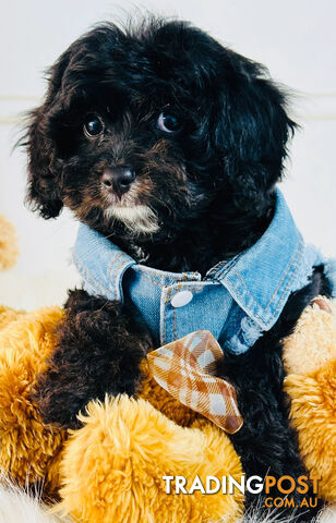 Beautiful First Generation Cavoodle