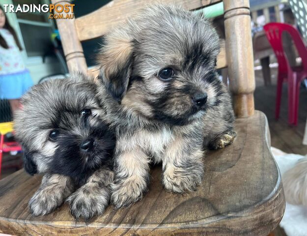 Maltese x shih tzu puppy’s