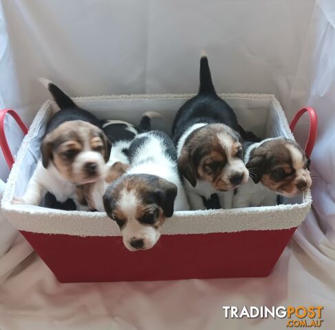 Purebred Beagle puppies for Sale