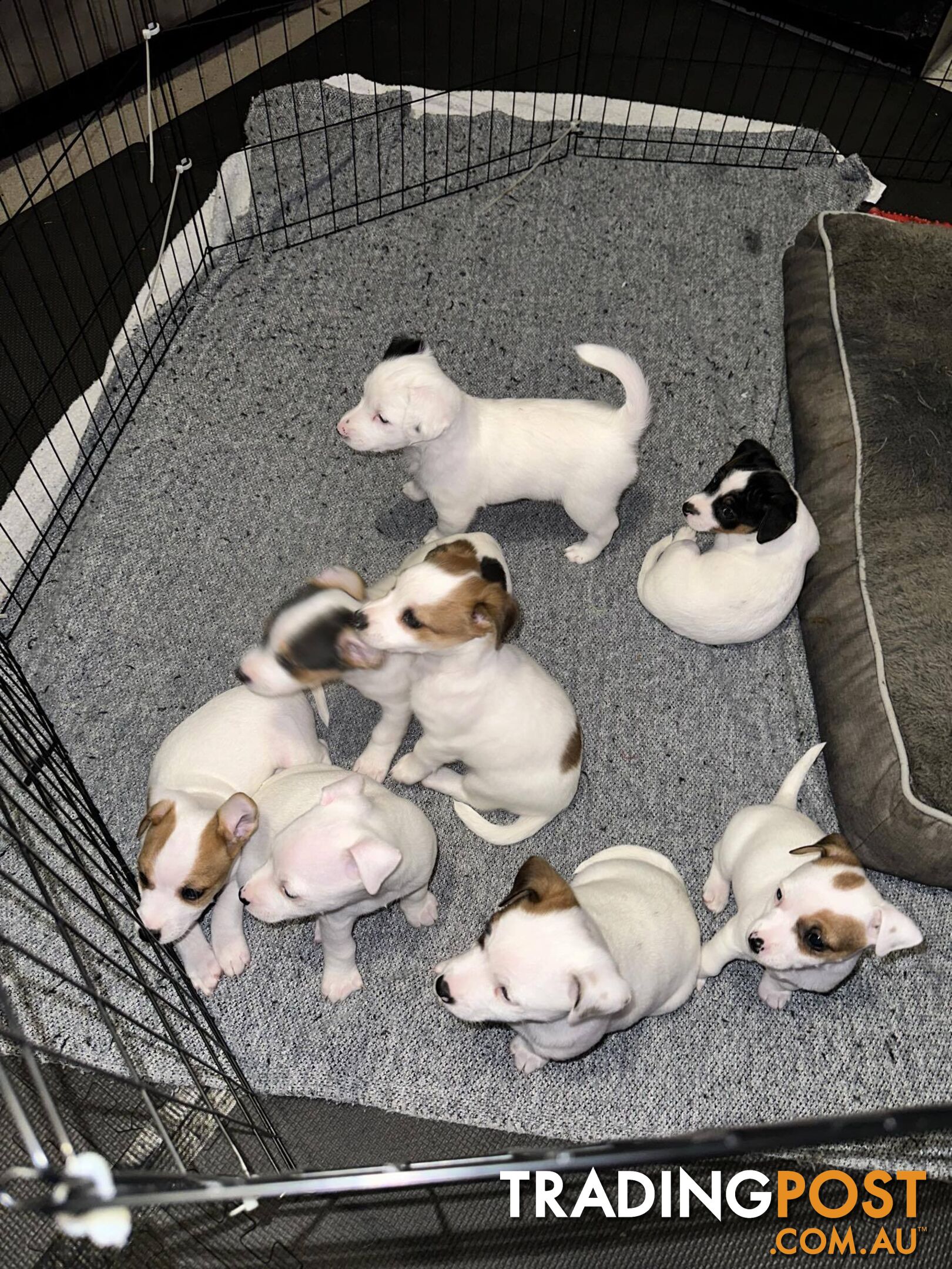 Pure Jack Russell Puppys