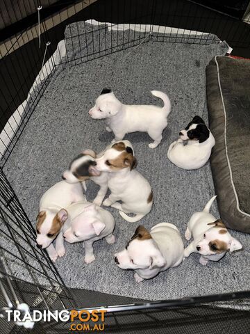 Pure Jack Russell Puppys
