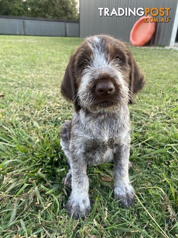 German WIREDHAIRED pointer puppies