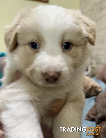 Border Collie Puppies