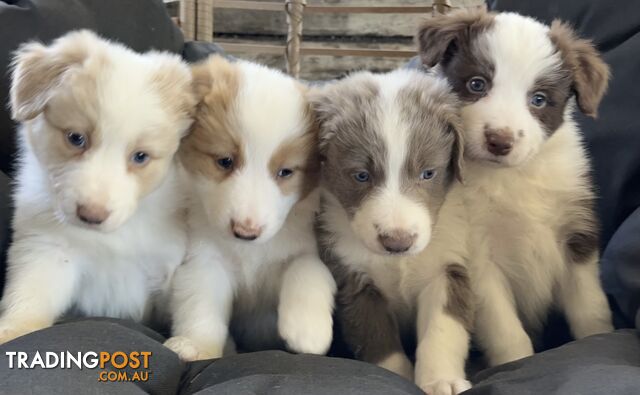 Border Collie Puppies