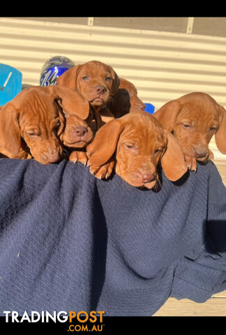 8 beautiful Pure breed puppies