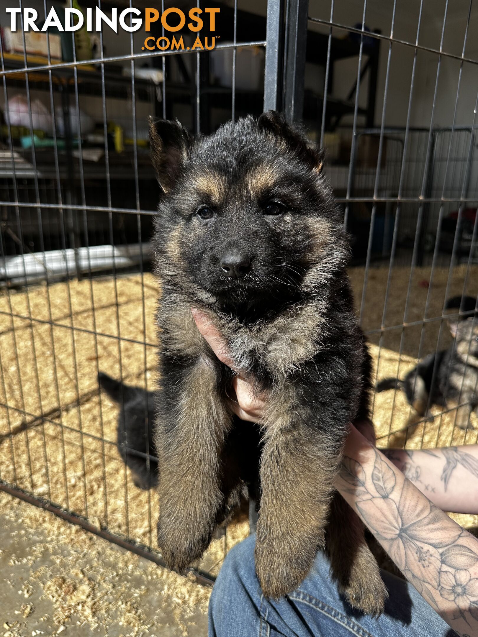 Long Coat German Shepherd Puppies