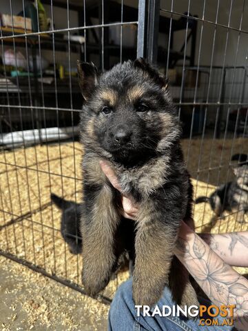 Long Coat German Shepherd Puppies