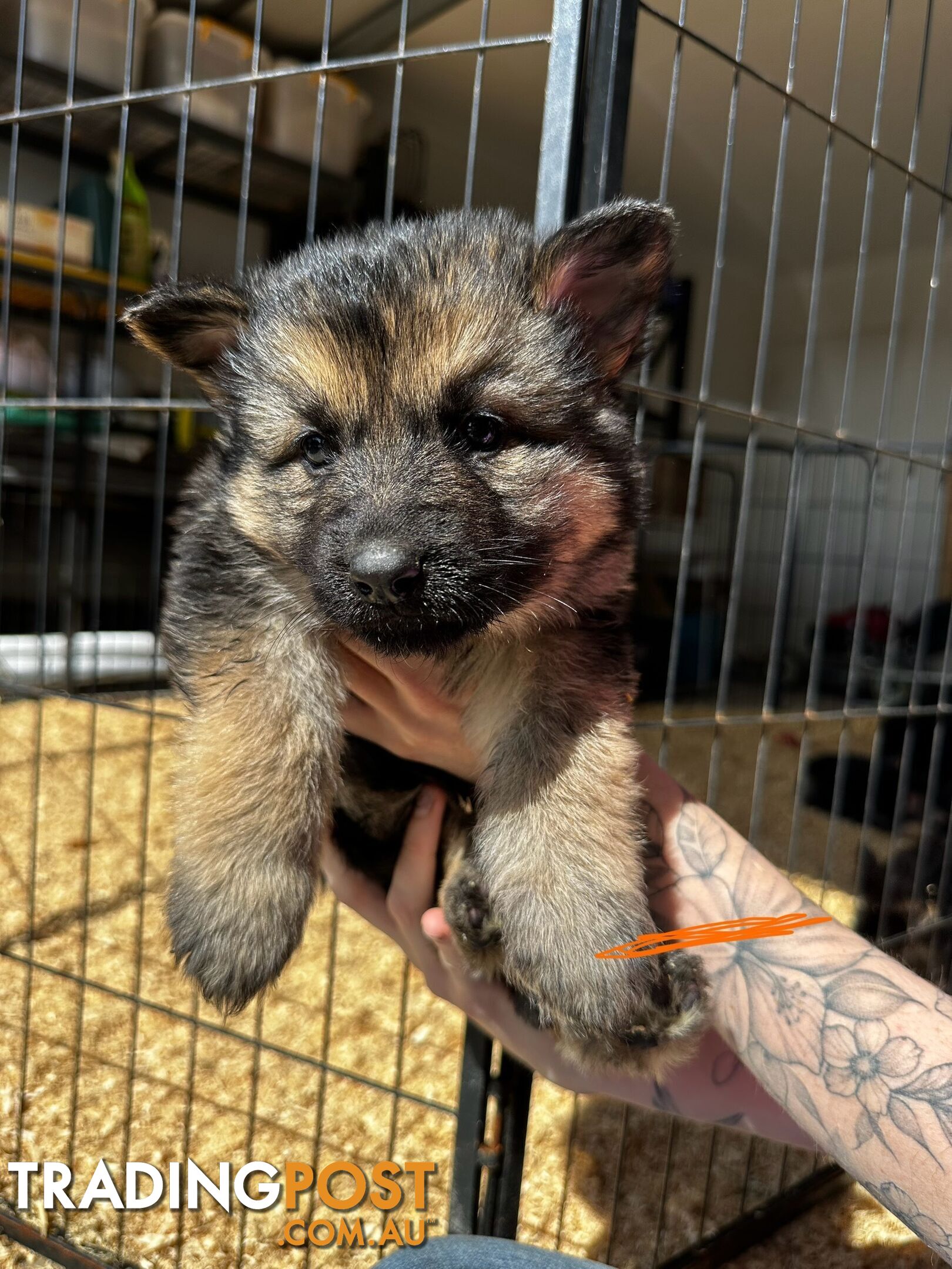 Long Coat German Shepherd Puppies