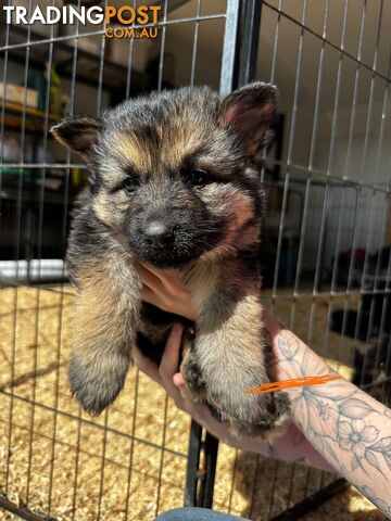 Long Coat German Shepherd Puppies