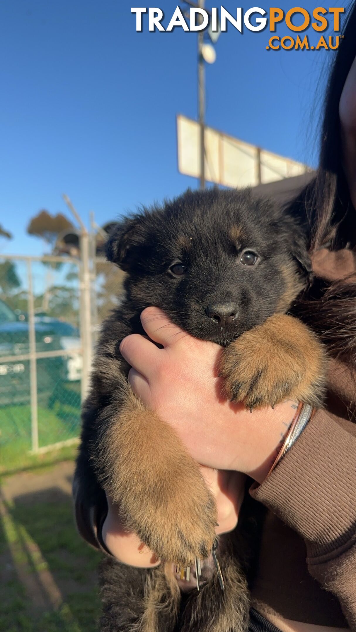 Long Coat German Shepherd Puppies