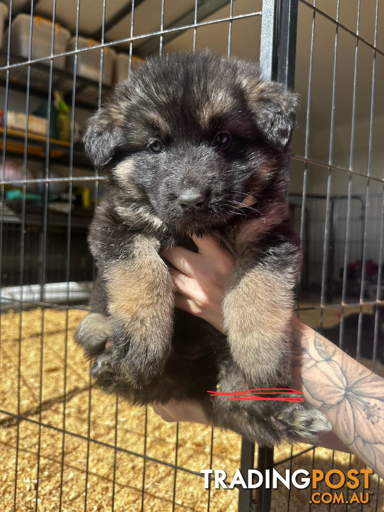 Long Coat German Shepherd Puppies