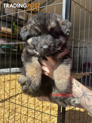 Long Coat German Shepherd Puppies