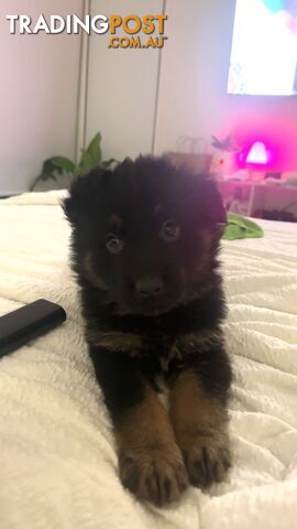 Long Coat German Shepherd Puppies