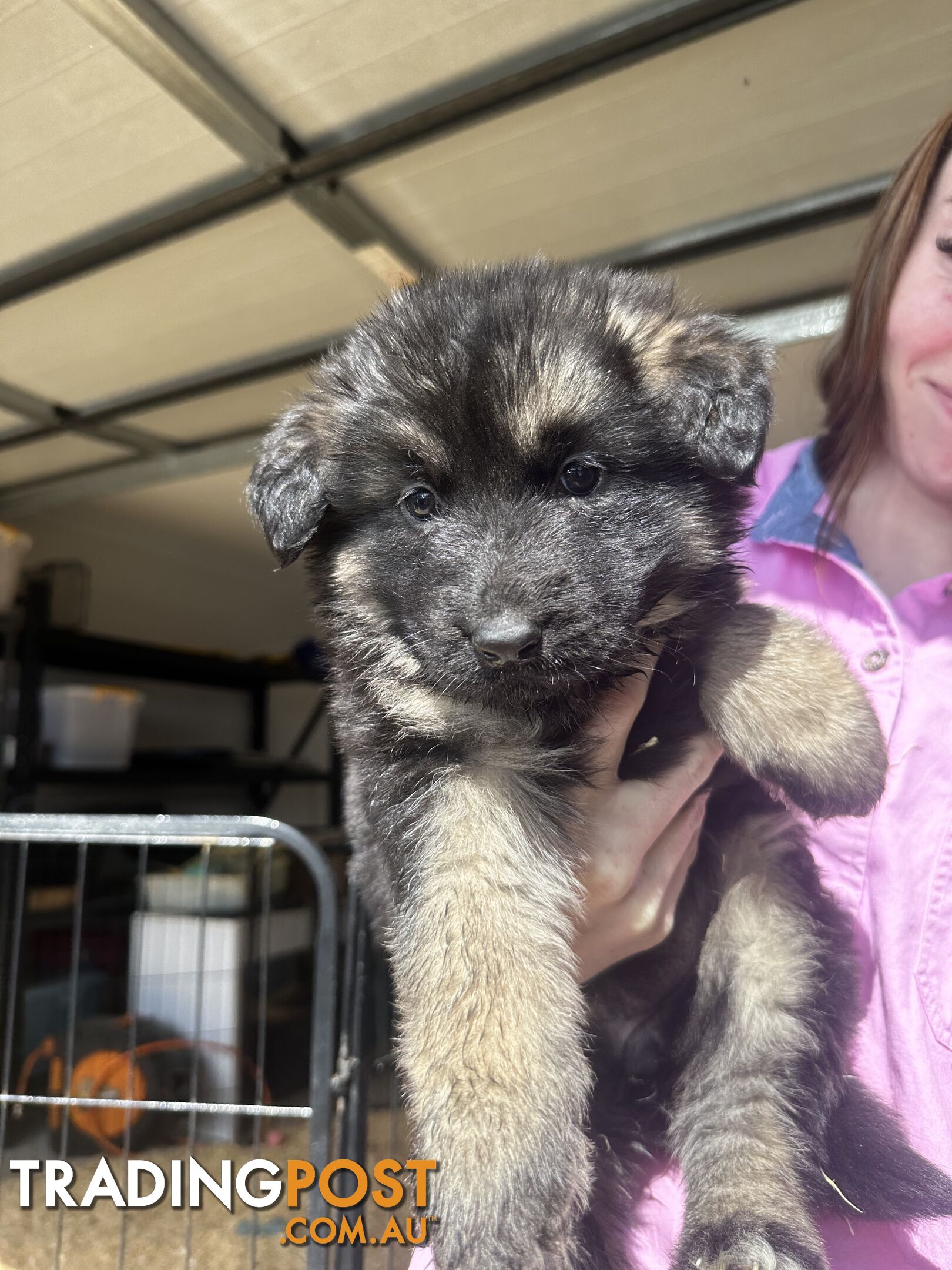 Long Coat German Shepherd Puppies