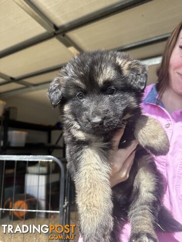 Long Coat German Shepherd Puppies