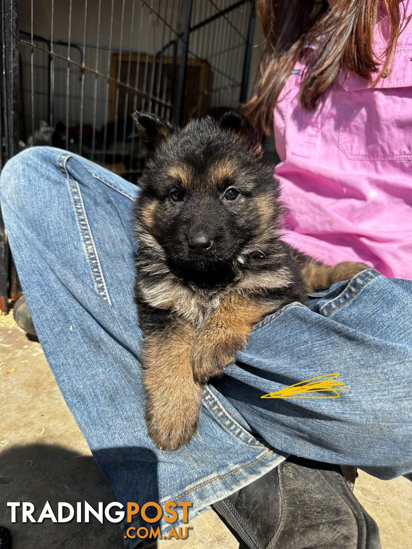 Long Coat German Shepherd Puppies