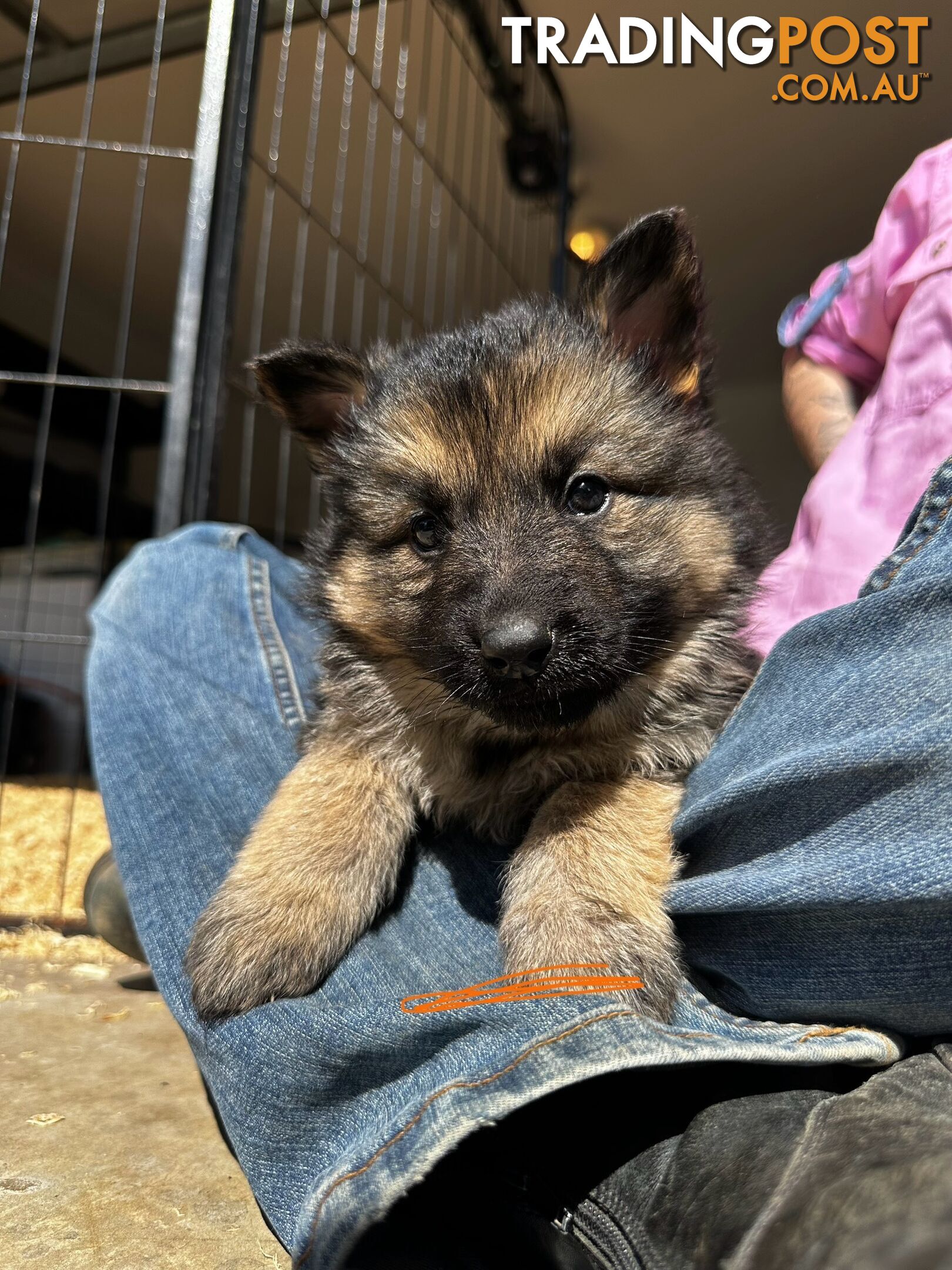 Long Coat German Shepherd Puppies