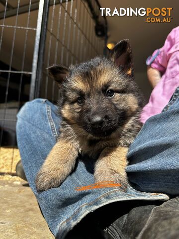 Long Coat German Shepherd Puppies