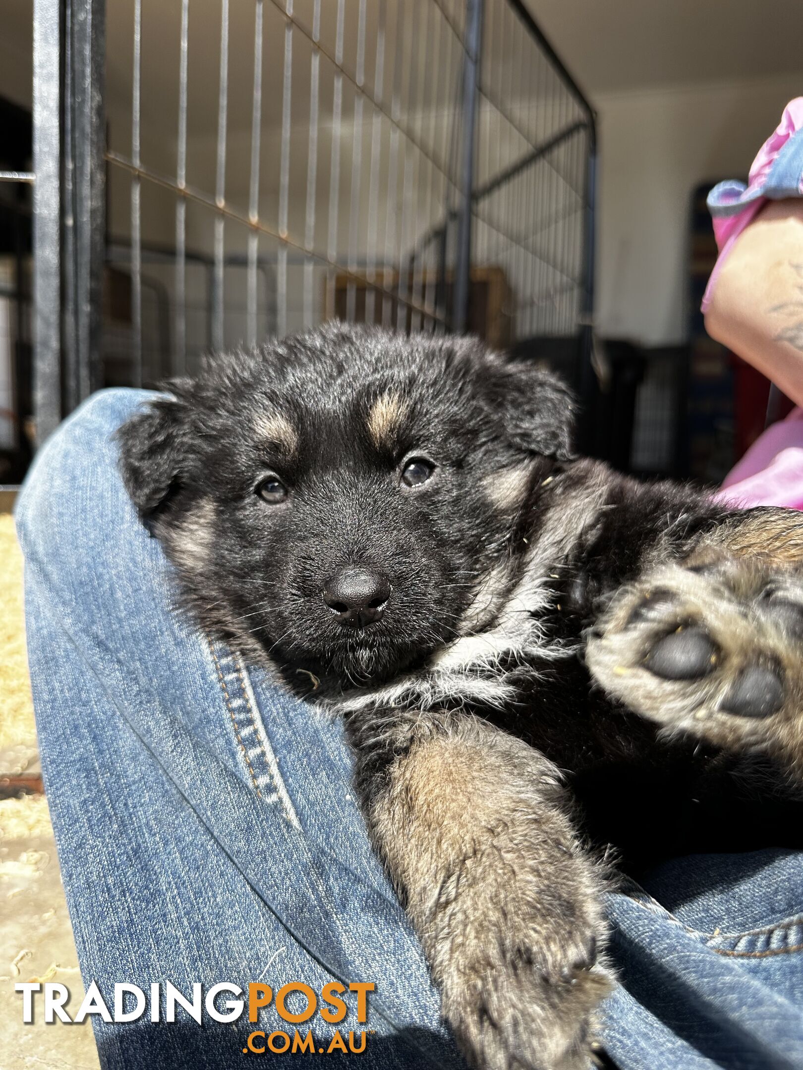 Long Coat German Shepherd Puppies