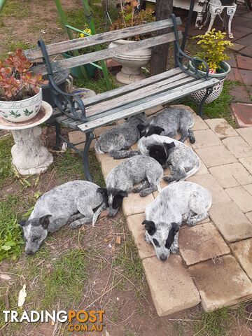 AUST. STUMPYTAIL CATTLEDOG PUPS