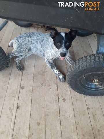 AUST. STUMPYTAIL CATTLEDOG PUPS