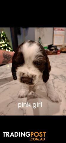 English springer spaniel pups