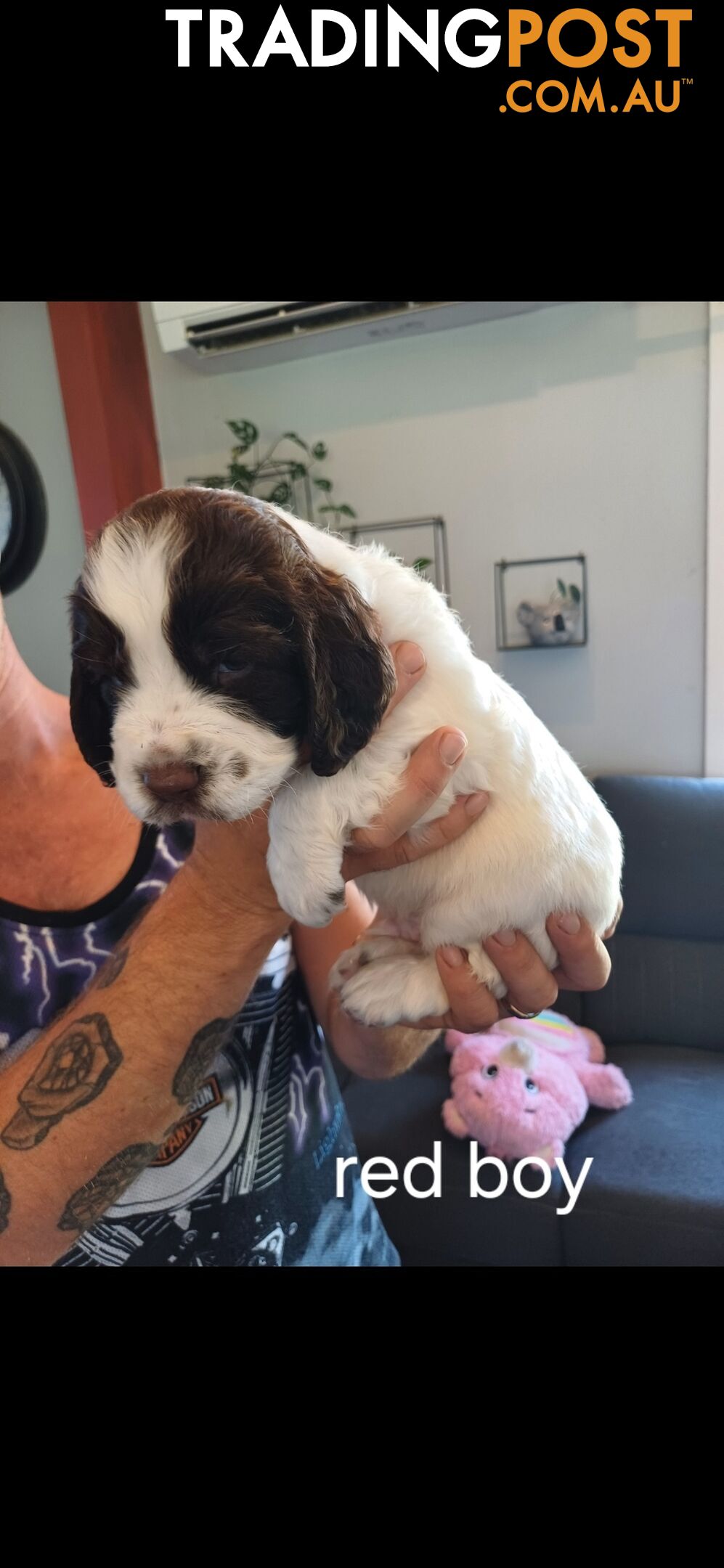 English springer spaniel pups