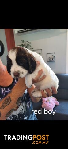 English springer spaniel pups