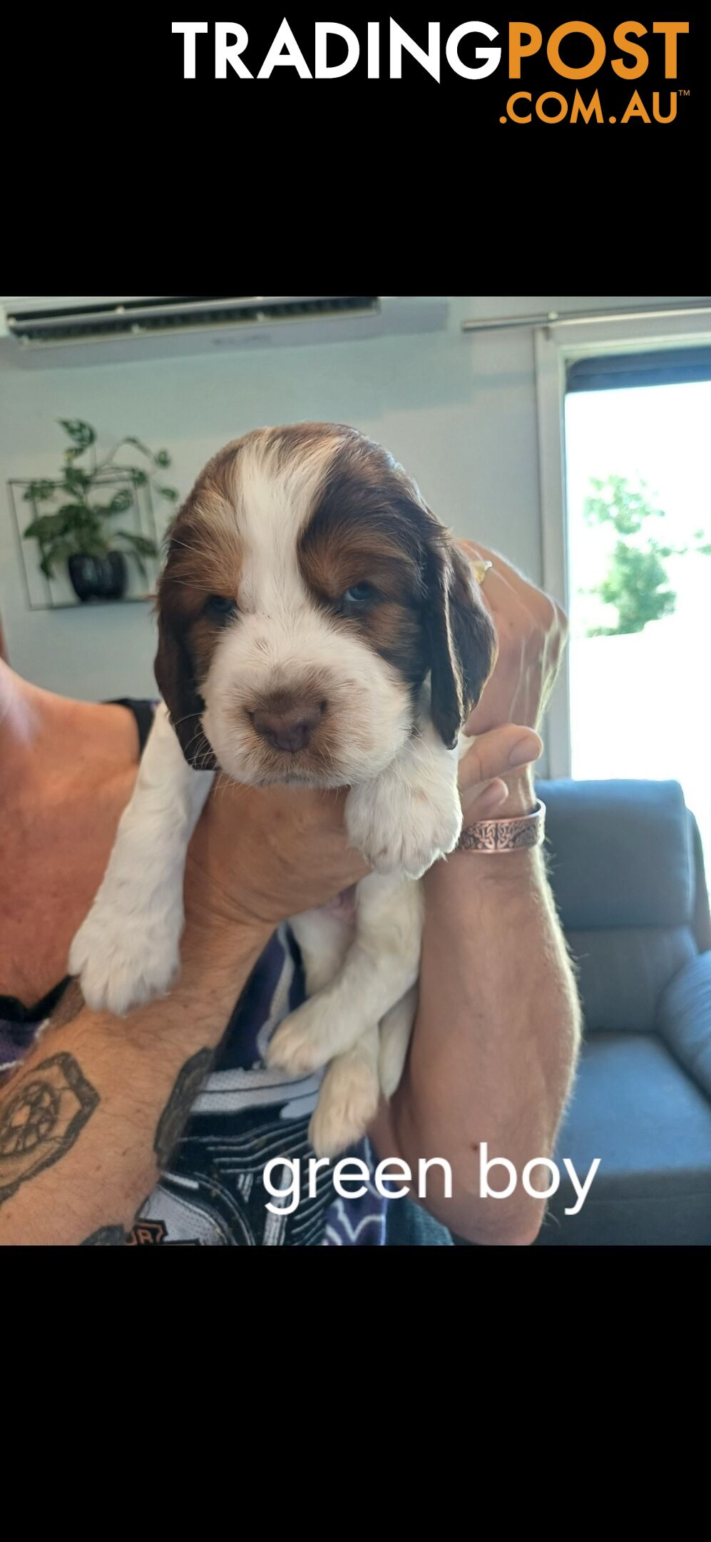 English springer spaniel pups