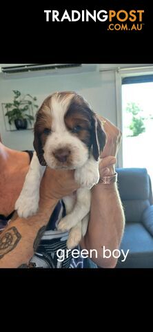 English springer spaniel pups