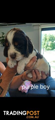 English springer spaniel pups