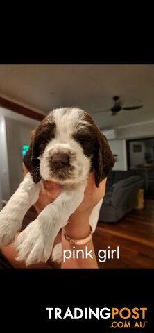 English springer spaniel pups