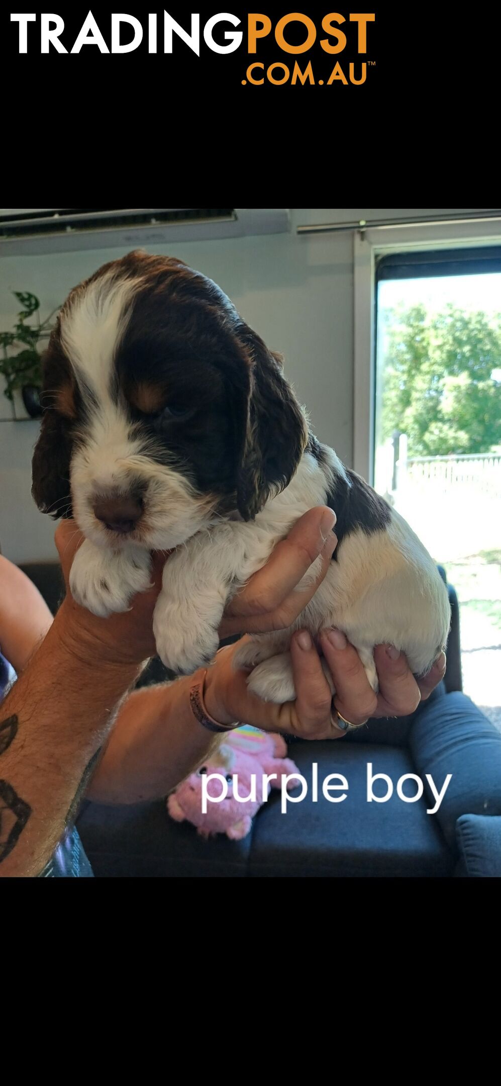 English springer spaniel pups