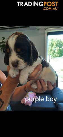 English springer spaniel pups