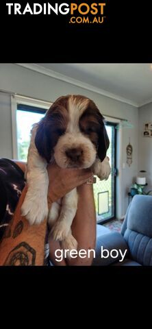 English springer spaniel pups