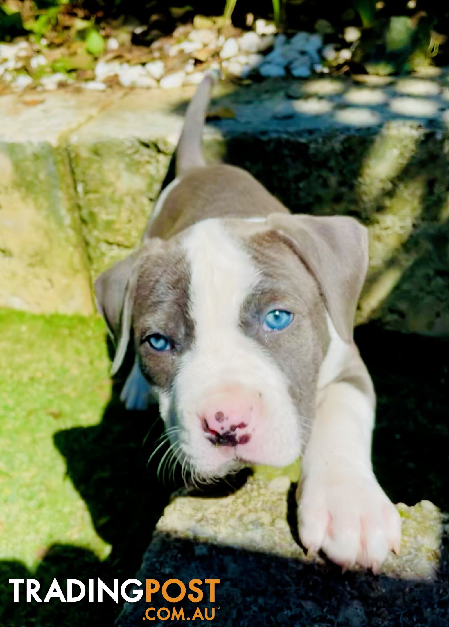 American Staffy puppies