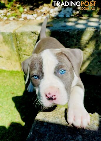 American Staffy puppies