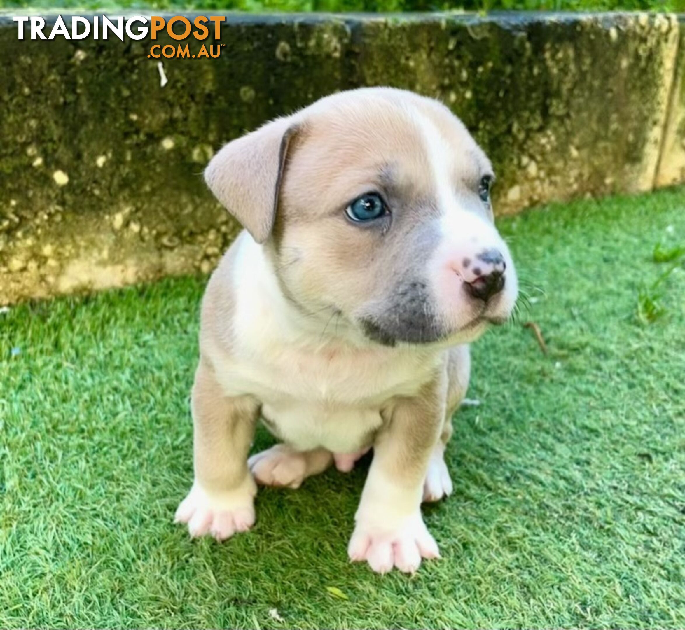 American Staffy puppies