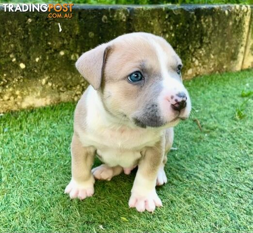 American Staffy puppies