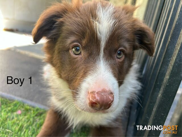 Chocolate Border Collie Puppies