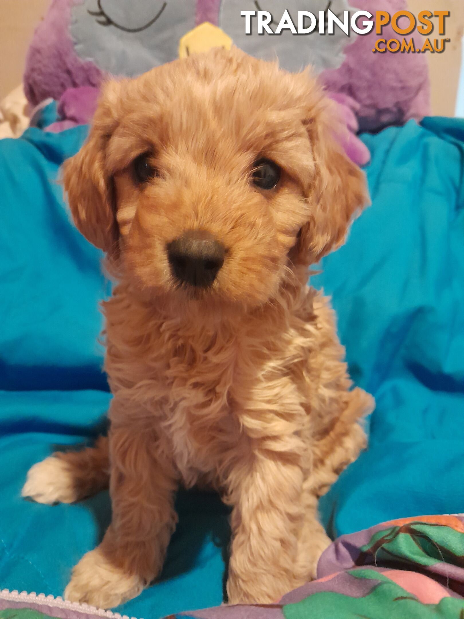 Quality dna clear cavoodle pups