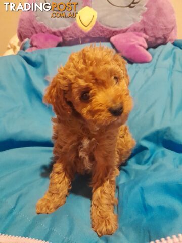 Quality dna clear cavoodle pups