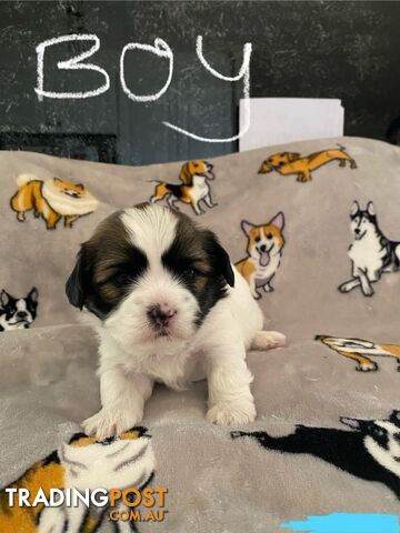 Maltese Shih Tzu