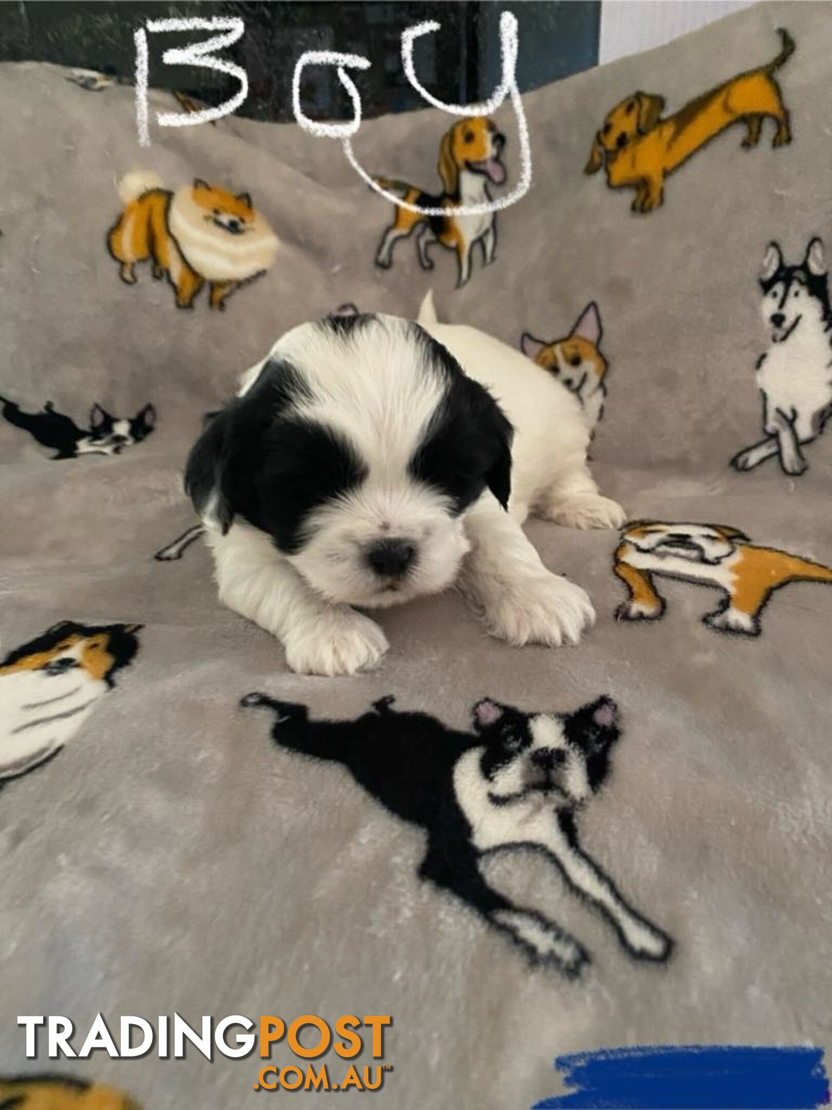 Maltese Shih Tzu