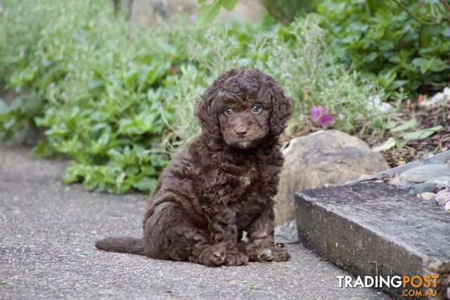 Gorgeous Spoodle Puppies